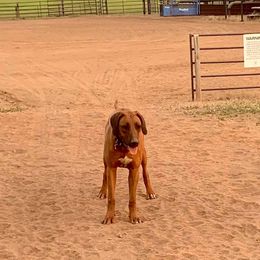 French Bulldogs and Rhodesian Ridgebacks from Diamonds In The Ruff Kennels