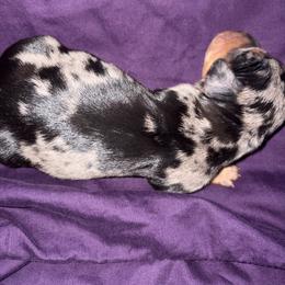Black and tan dapple Boy 1 (buyer will name) - Dapple male Dachshund puppy in Canyon Lake, Texas from M&Ms Dachshunds of Central Texas
