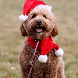 Winston - Goldendoodle