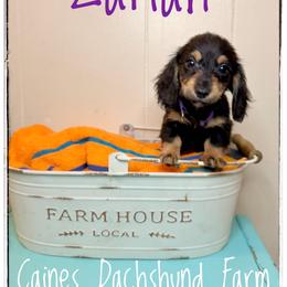 Zariah - Black and cream female Dachshund puppy in Cincinnati, Ohio from Caines Dachshund Farm