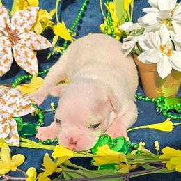 Cream Boy - Seal and white male Boston Terrier puppy in San Antonio, Texas from JT Bostons
