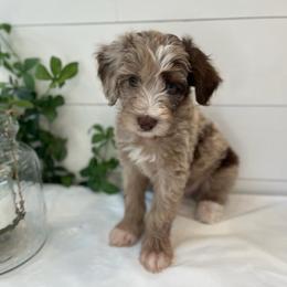 Edmund - White and red merle male Bordoodle puppy in Valley Center, California from Circle R Valley Bordoodls