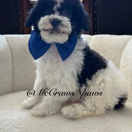 Larry - Black and white male Cavapoo puppy in Hesperia, California from McCraws N Paws