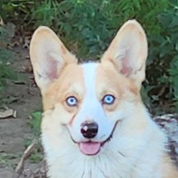 Merlin - American Corgi