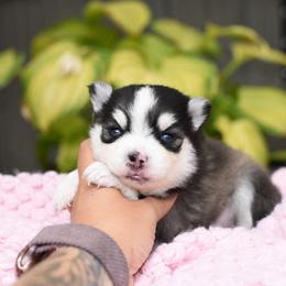 Maverick - Black and white male Pomsky puppy in Coos Bay, Oregon from Ocean View Pomskies