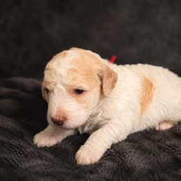 AKC Theo (red boy) - Parti male Poodle puppy in Surprise, Arizona from Gentle Paw Goldendoodles