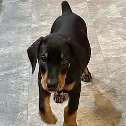 Puppy 2, purple collar male - Black and rust male Doberman Pinscher puppy in Hampton, Connecticut from Hunterlynd Doberman's