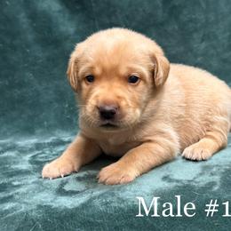 First born - Yellow male Labrador Retriever puppy in Antwerp, Ohio from Clark’s Loyal Labradors