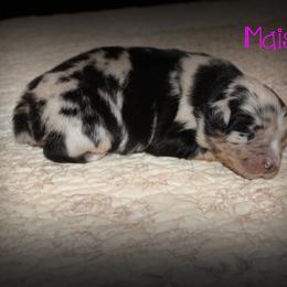 Maisie - Blue merle female Australian Shepherd puppy in Iota, Louisiana from C'est Bon Aussies Australian Shepherds