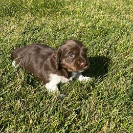 Kinder - Piebald female Dachshund puppy in Shelley, Idaho from Journey’s End Dachshunds