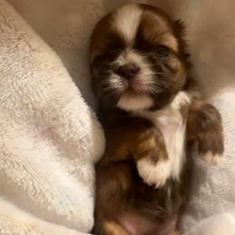 Willow - Liver female Shih Tzu puppy in Tennessee from Cutshall Babies