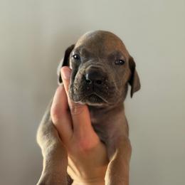 Blue Fawn - Fawn male Great Dane puppy in Kimball, Michigan from Starlight Danes