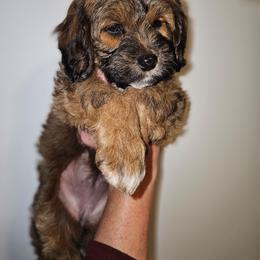 Zuri - Sable female Cockapoo puppy in Indiahoma, Oklahoma from Phamily Doodles
