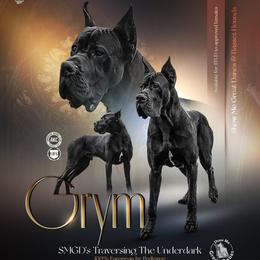 Grym - Black male Great Dane puppy in Alton, Illinois from Show Me Great Danes and Basset Hounds