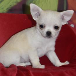 Christian - Cream and white male Chihuahua puppy in Gloucester, Virginia from Charlotte's Web of Chihuahuas