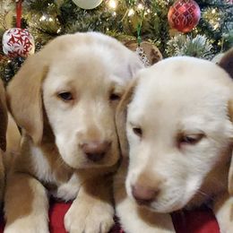 Labrador Retrievers from Cove Mountain Labradors