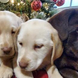 Labrador Retrievers from Cove Mountain Labradors