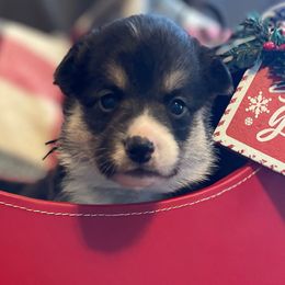 Talia - Pembroke Welsh Corgi puppy from Colebrooke Farm