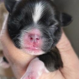 Sophia - Tricolor female Shih Tzu puppy in Brighton, Missouri from Morningstar's Shih Tzu