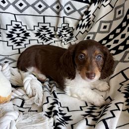 Dachshund Puppies from Dachshund Den