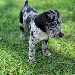 Catahoula Leopard Dog Puppies from Peach Tree Catahoulas