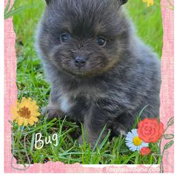 Bug - Black and tan male Pomeranian puppy in Eatonville, Washington from Foxy Forest Poms