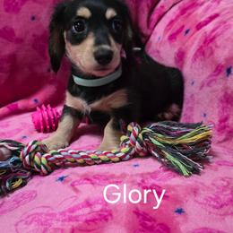Glory - Black and cream female Dachshund puppy in Bedias, Texas from Faith & Grace Doxies