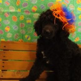 Poodle Puppies from Illini Spirit Standard Poodles