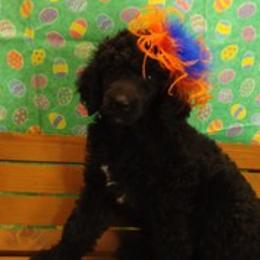 Poodle Puppies from Illini Spirit Standard Poodles