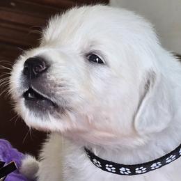 BLACK COLLAR BOY - Light golden male Golden Retriever puppy in Terre Haute, Indiana from Fiddle In Gold Retrievers