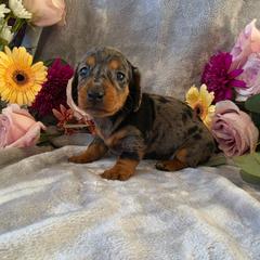 Trudi - Dapple female Dachshund puppy in Florence, Arizona from Doxie Town Az
