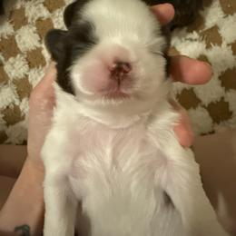 Zeus, patches - Lilac male Shih Tzu puppy in Ocean Springs, Mississippi from Wood Foo Breeders