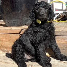 Poodle Puppies from Casey's AKC Standard Poodles