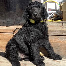 Poodle Puppies from Casey's AKC Standard Poodles