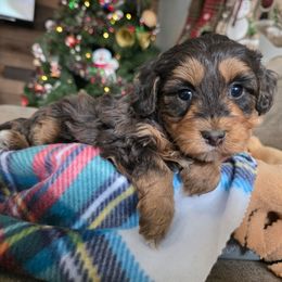 Betty Lou - Merle female Bernedoodle puppy in Blackfoot, Idaho from Draper Mountain Doodles