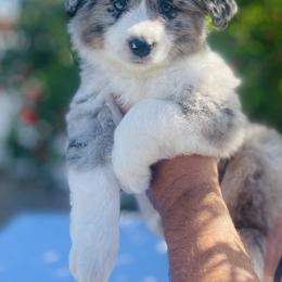 Miniature Australian Shepherd Puppies from DLT MiniAussie