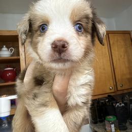 2 - Red merle male Miniature Australian Shepherd puppy in Cedar Creek, Texas from Rowdy Ranch Tx