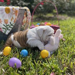 Bulldog Puppies from Semper Fi Bulldogs