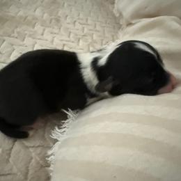 Ella - Black and white female American Corgi puppy in Decatur, Texas from Bar S Corgis