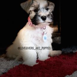 Miniature Schnauzer Puppies from Love Giver Schnauzers