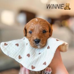 Winnie - Red  female Goldendoodle puppy in New Harmony, Indiana from Cottonwood Farms