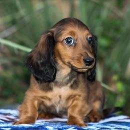 Male 1 - Red male Dachshund puppy in Childress, Texas from Taylor Farms