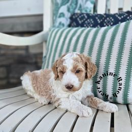 Gus - Parti male Poodle puppy in Ashton, Idaho from Kerr Kanine Ranch