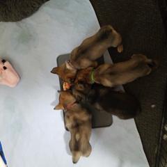 Swedish Vallhund Puppies from Windstorm dogs