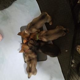 Swedish Vallhund Puppies from Windstorm dogs