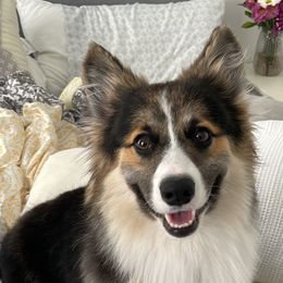 Whiskey  - Pembroke Welsh Corgi