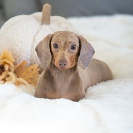 Wynnie - Dachshund