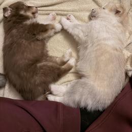 Pomsky Puppies from White Horse Pomsky's