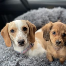 Dachshund Puppies from HP Dachs