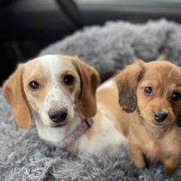 Dachshund Puppies from HP Dachs